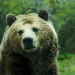 Découvrez les noms d’animaux en E…
