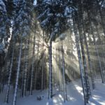 Célébrez le Solstice d’hiver avec ces…