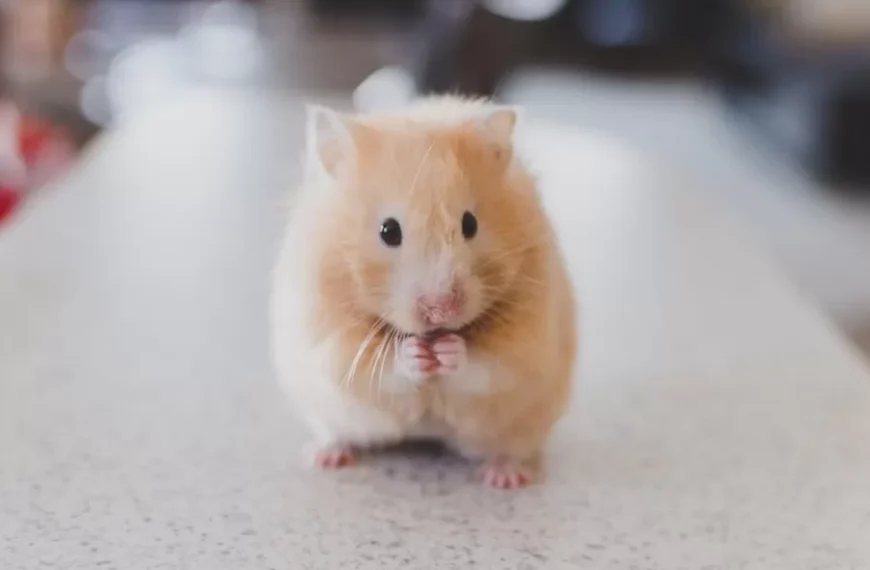 Les animaux en N qui ont inspiré des légendes et des mythes